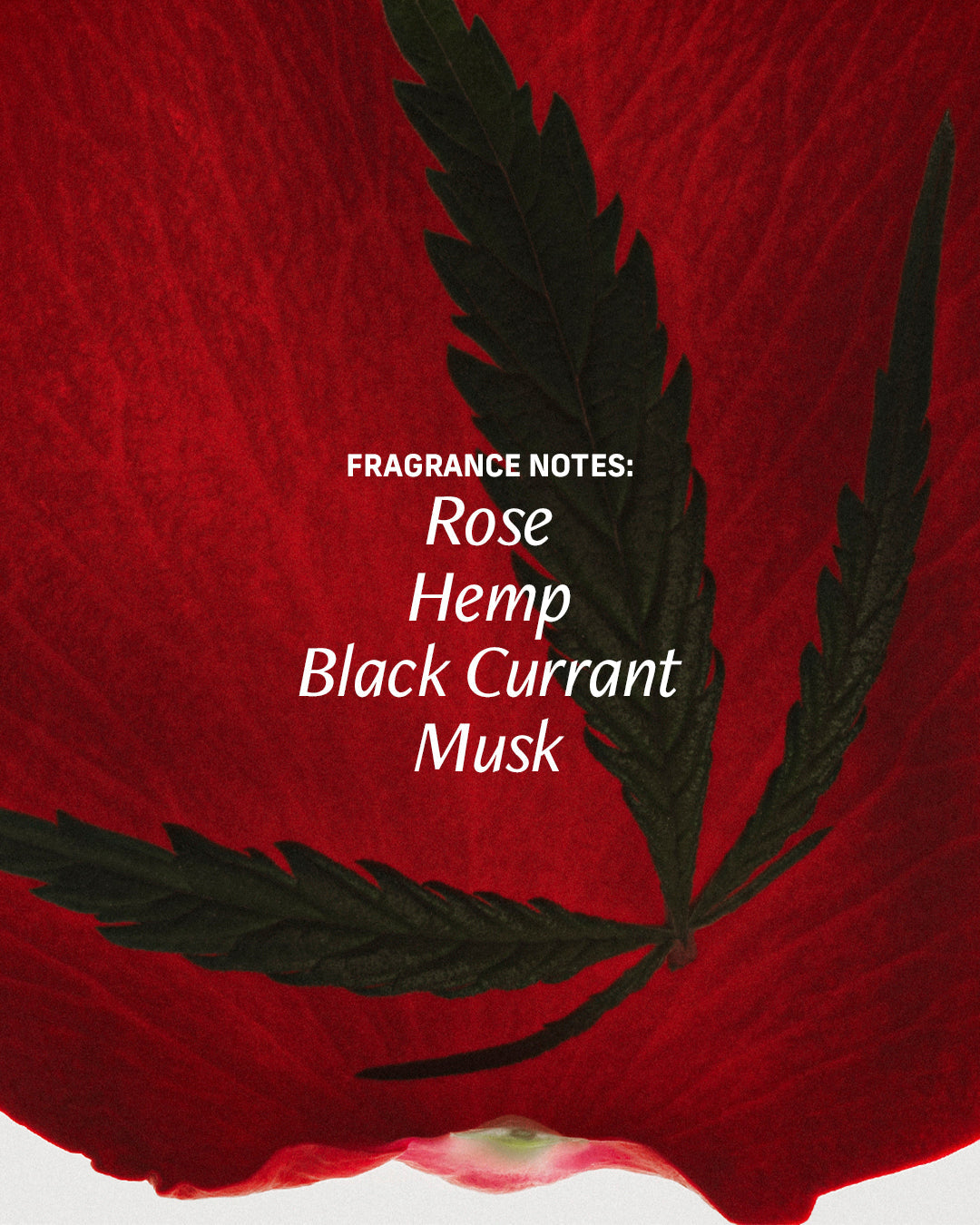 Rose Bud - Essentials Set