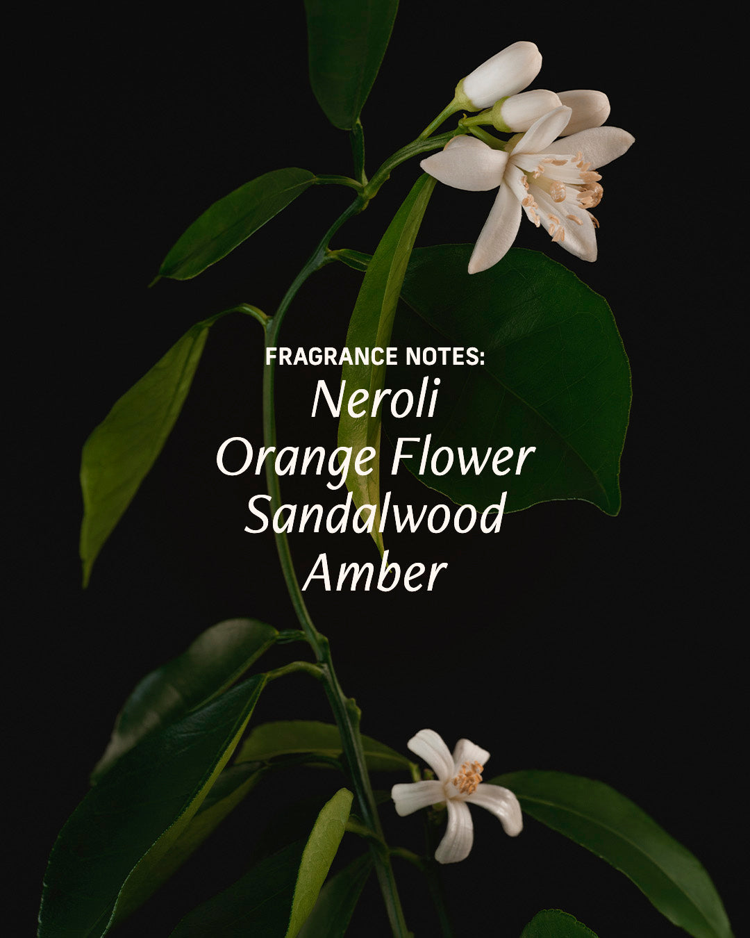 Naked Neroli - Rituals Set