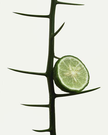 Bergamot Bond - Nutrient-Rich Body Cream
