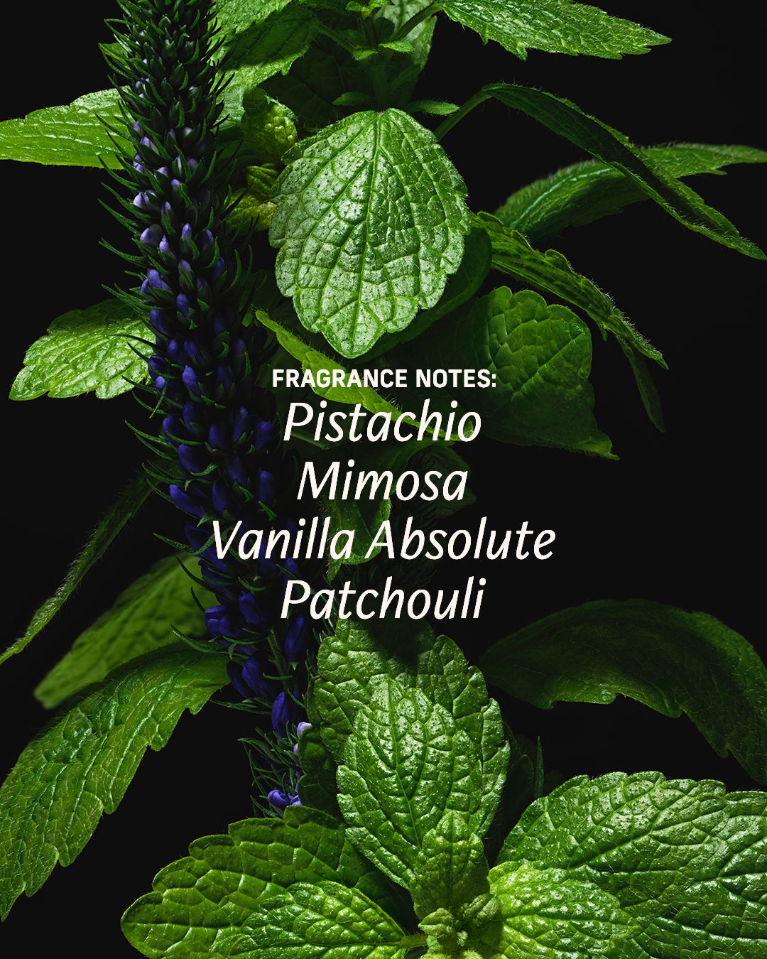 Modern Patchouli - Perfume Oil